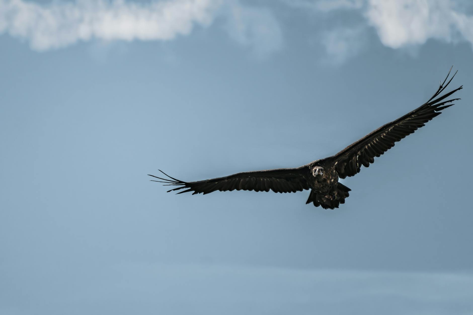 60 parejas de buitre negro vieron arder sus nidos en el incendio de la Sierra de San Pedro