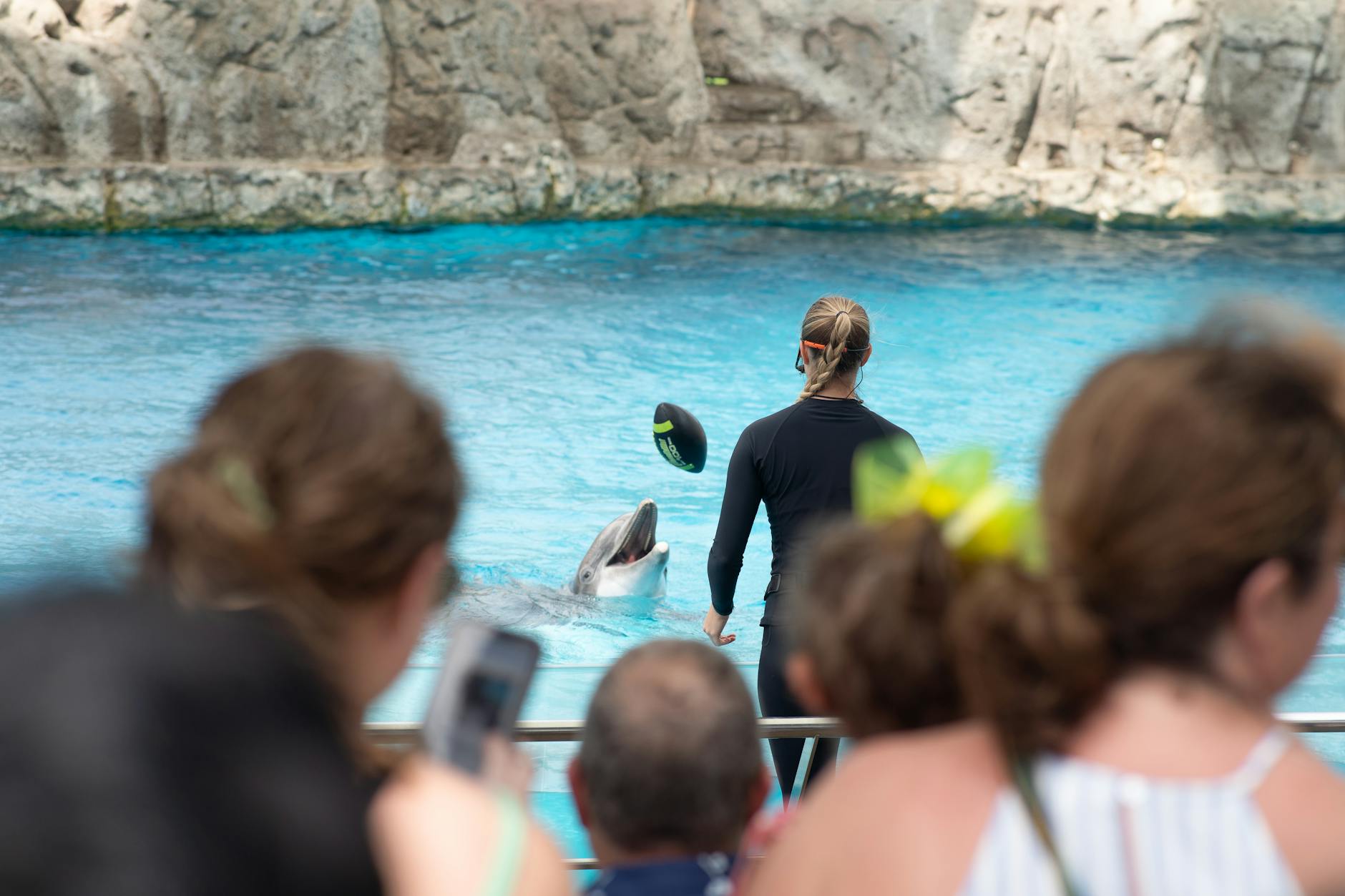 Espectáculo con delfines