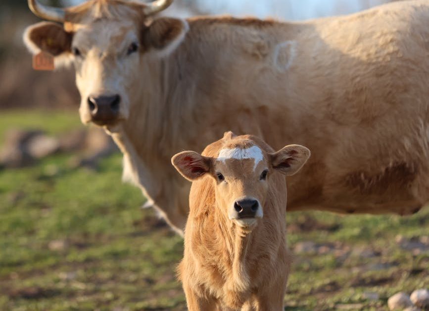La ganadería, principal causa de la pérdida de biodiversidad