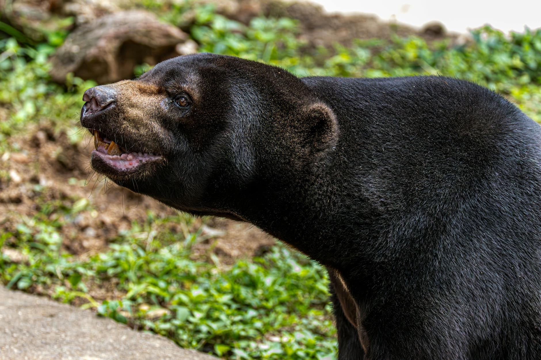Una osa rescatada del comercio ilegal en Indonesia da sus primeros pasos de vuelta a la naturaleza