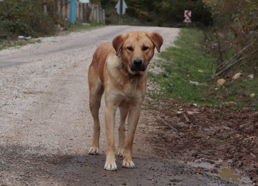 Cómo denunciar un caso de maltrato animal: las redes sociales no son suficientes y no siempre ayudan