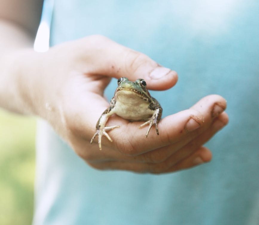 Reclaman que el acuerdo comercial entre la Unión Europea e Indonesia no deje atrás a los animales