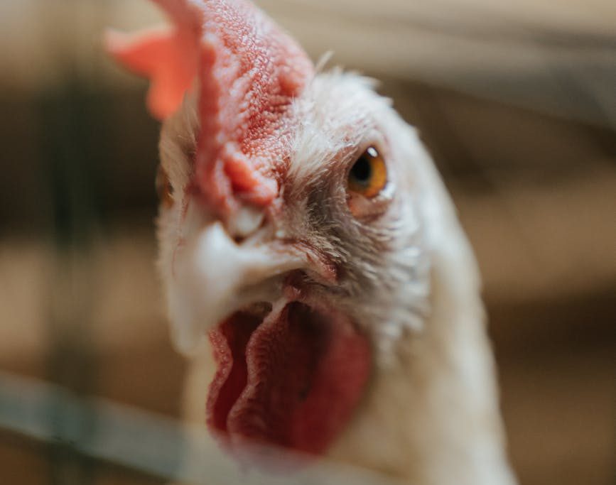 Gallina blanca en una jaula en una granja