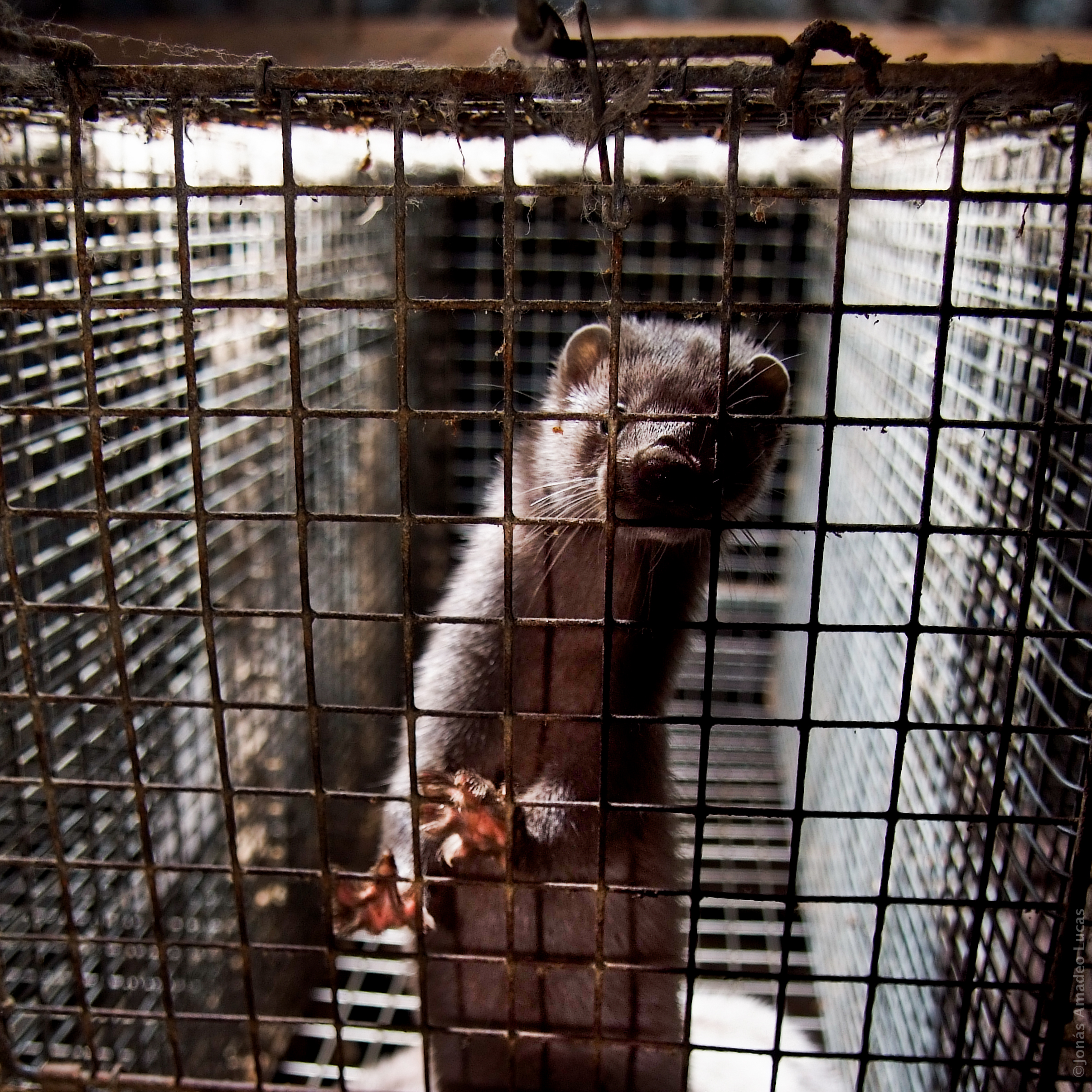 Las granjas peleteras cuestan más de 400 millones de euros a la ciudadanía europea