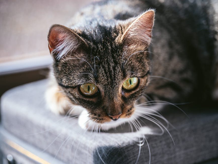 Gato echado sobre una maleta