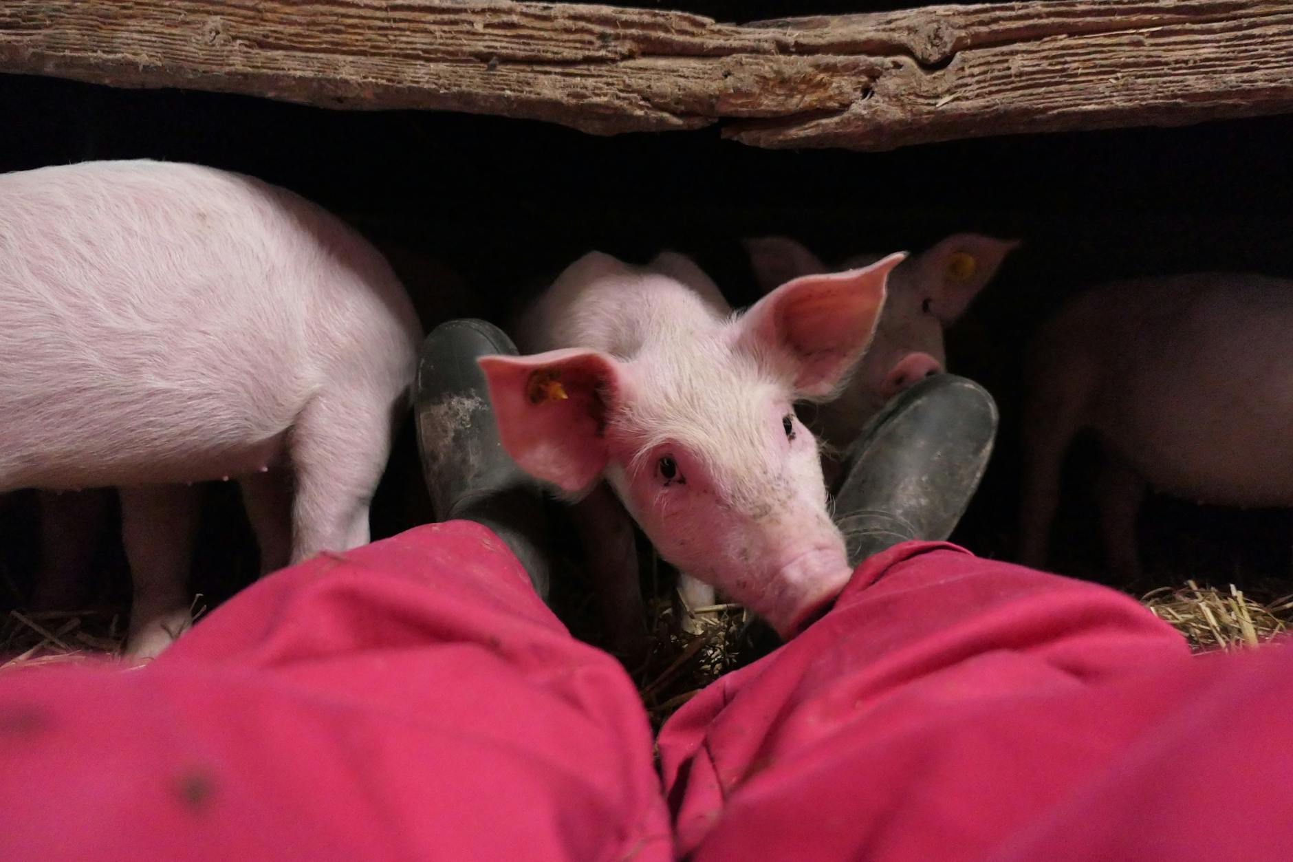 Cerdos en una granja ante los pies de un trabajador