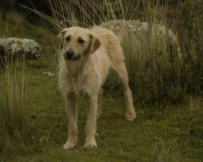 Un estudio muestra que los perros ya presentaban una gran diversidad en la Prehistoria