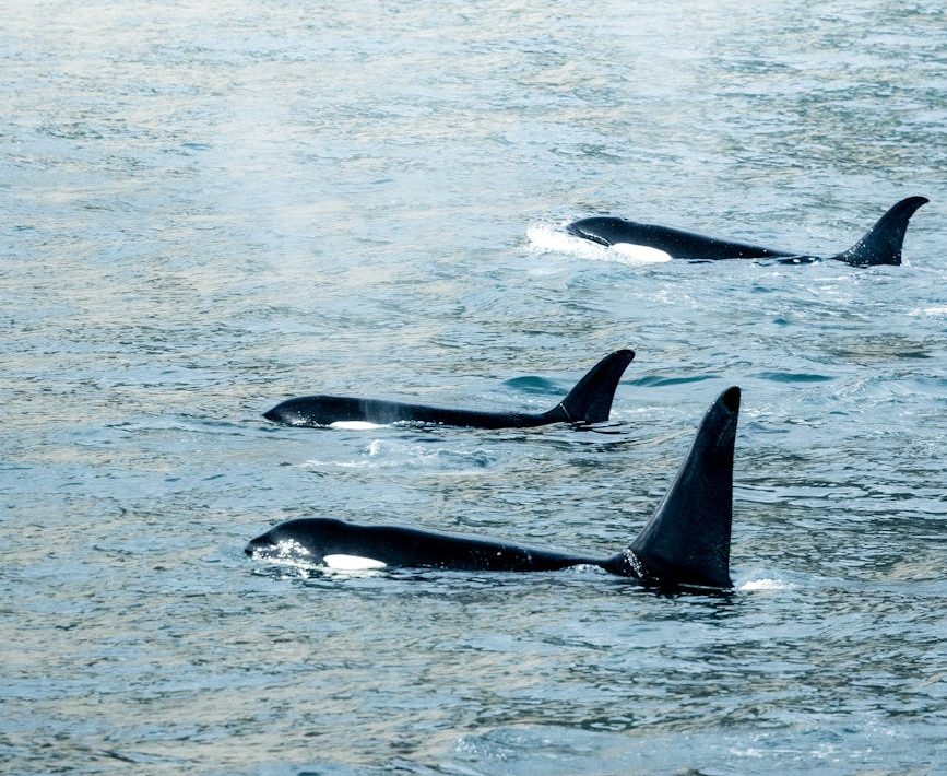 Orcas en el mar