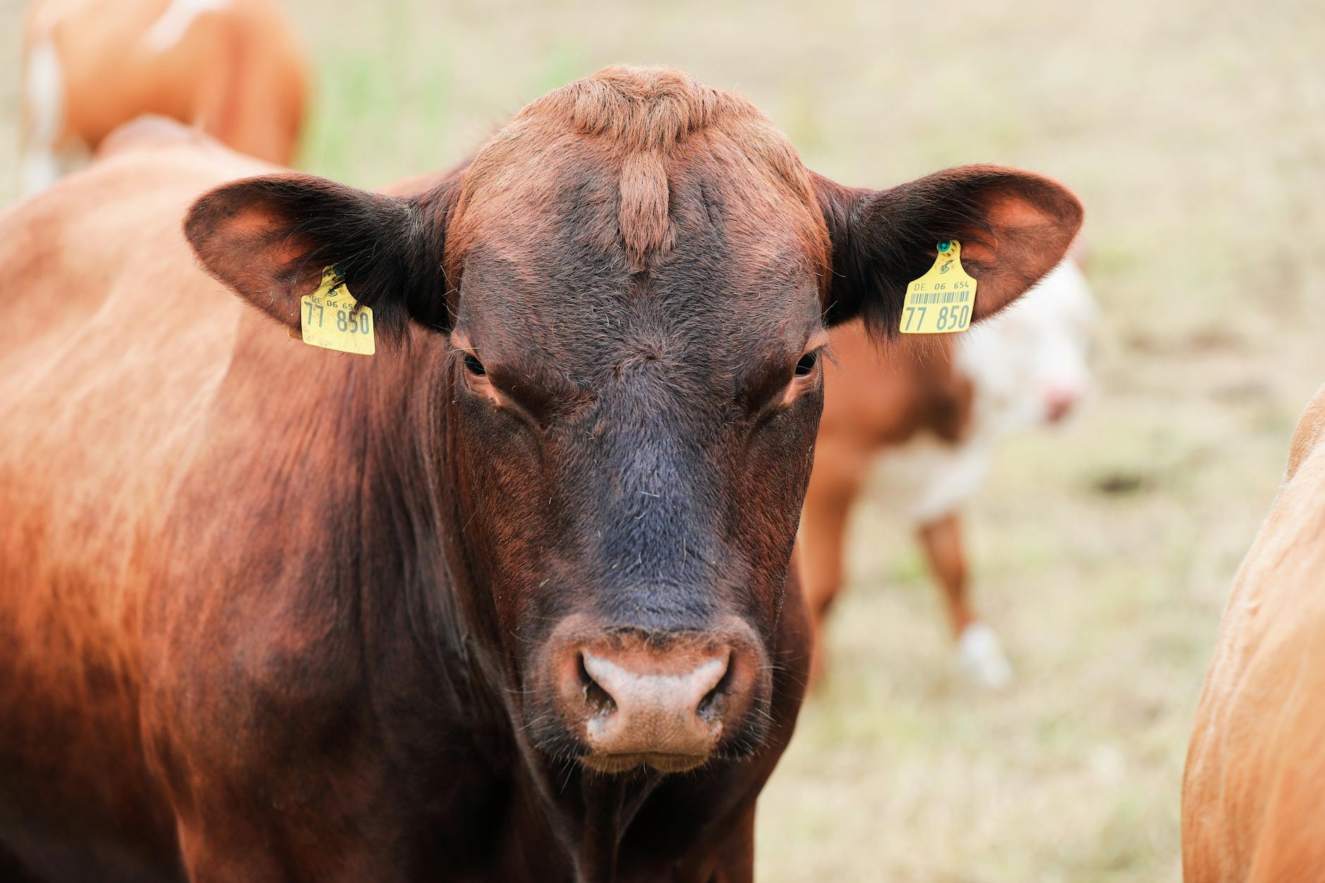 Paul McCartney: «Servir carne en la COP30 es como repartir cigarrillos en una conferencia sobre la prevención del cáncer»
