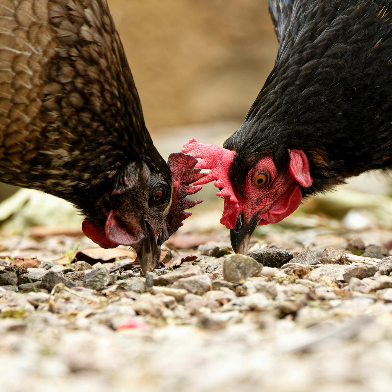 Dos gallinas picotean en el suelo