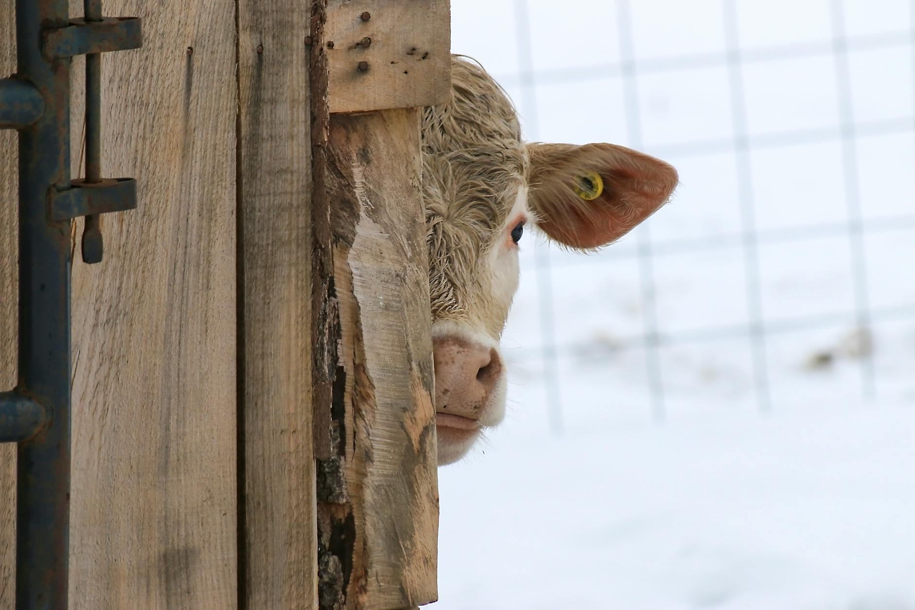 3000 vacas permanecen en medio del mar por un bloqueo burocrático: crías muertas, nacimientos y terneros desaparecidos