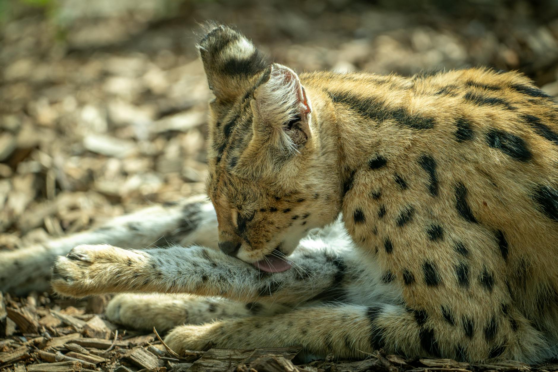 Un serval en la naturaleza