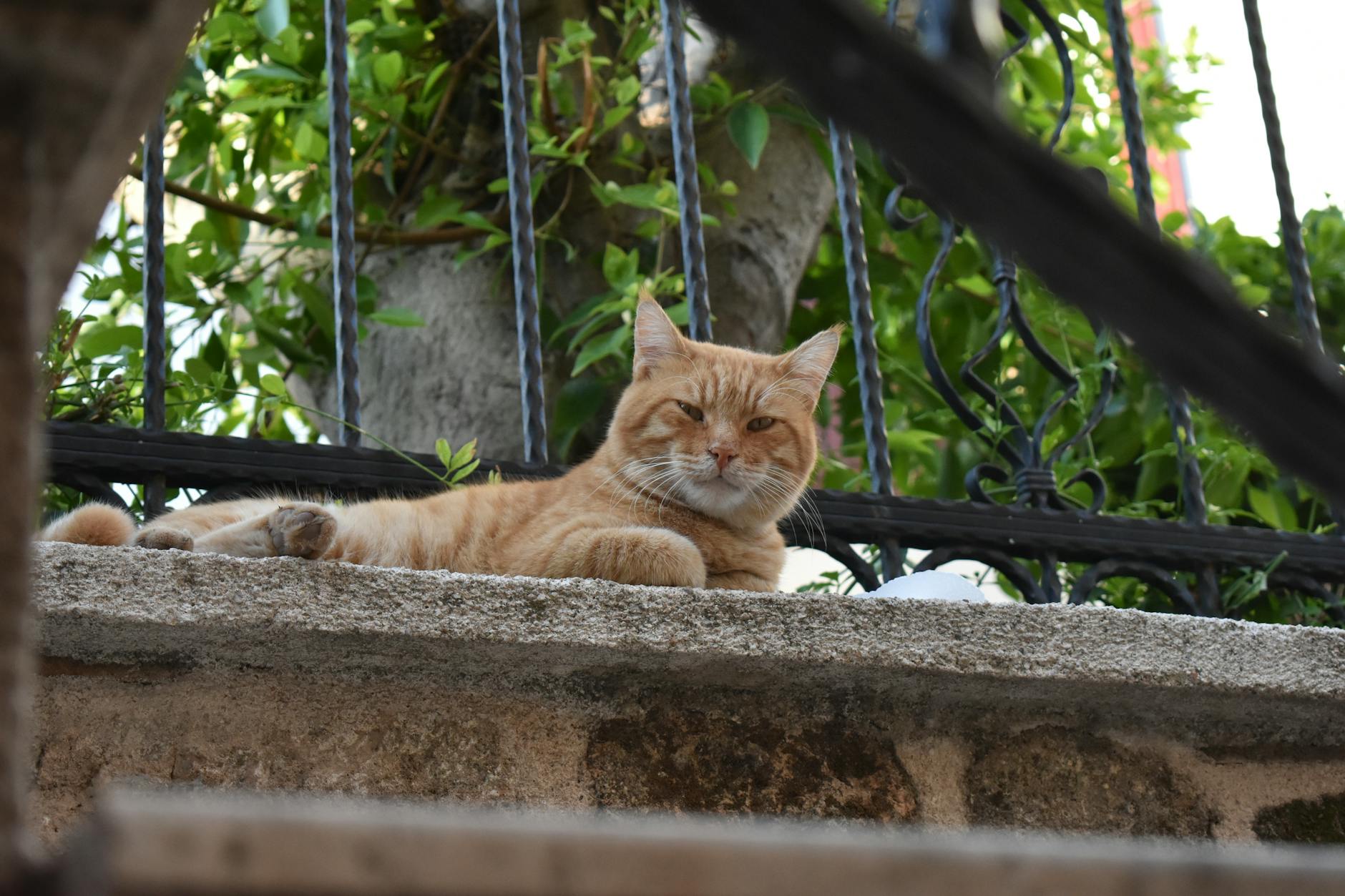Un hombre investigado por la muerte de un centenar de gatos en Toledo
