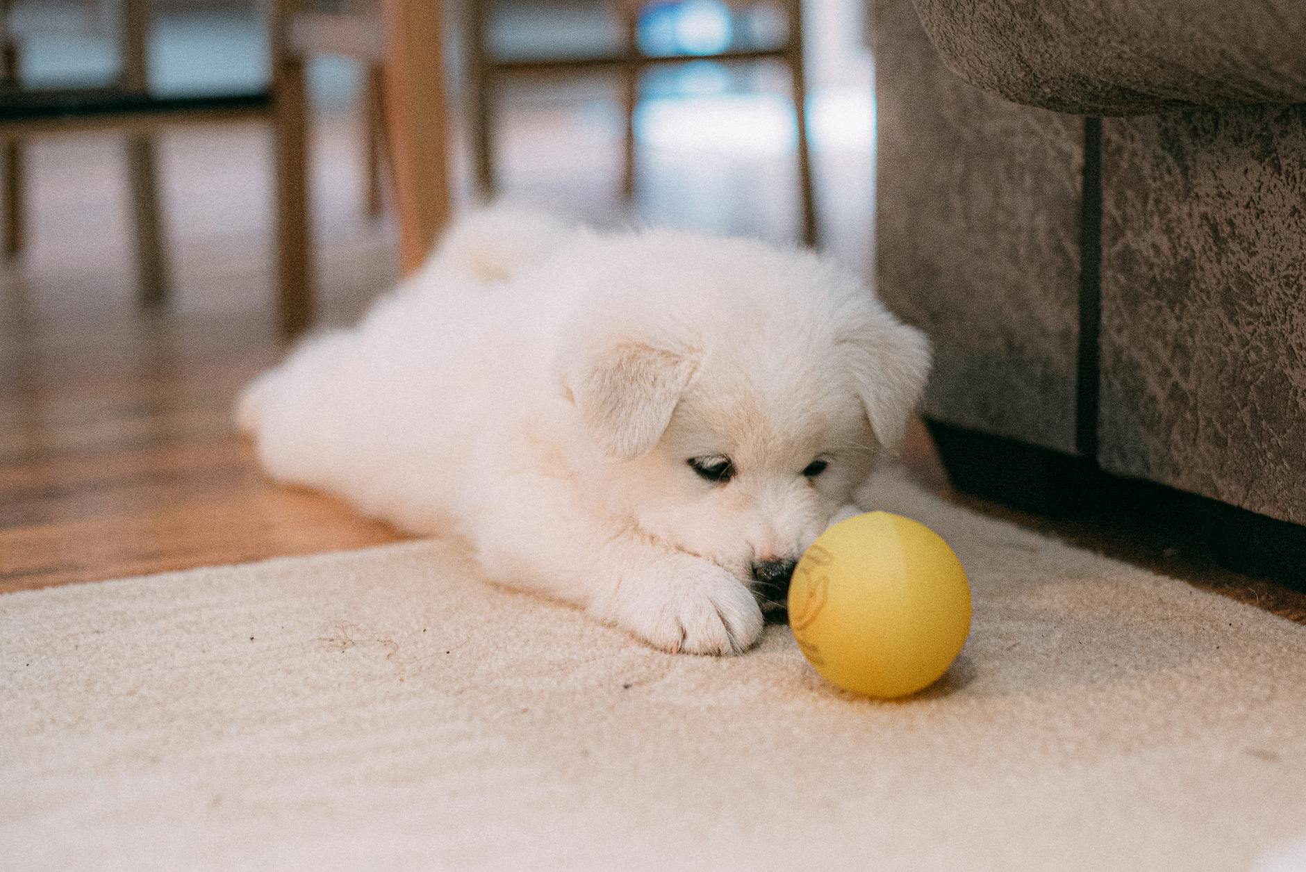 Cachorro de perro juega con una pelota