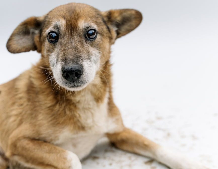 Devuelven a una perra con signos de maltrato a su titular y muere dos días después