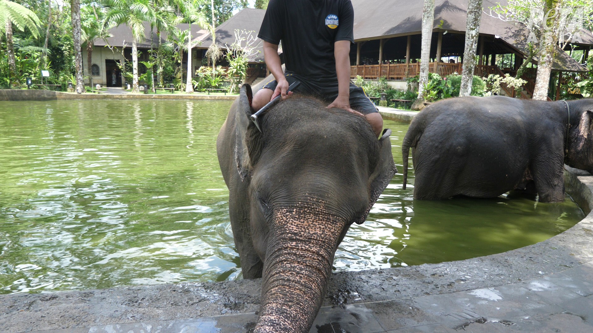 No hay interacción ética: PETA denuncia la falsa publicidad de las actividades con elefantes en Bali