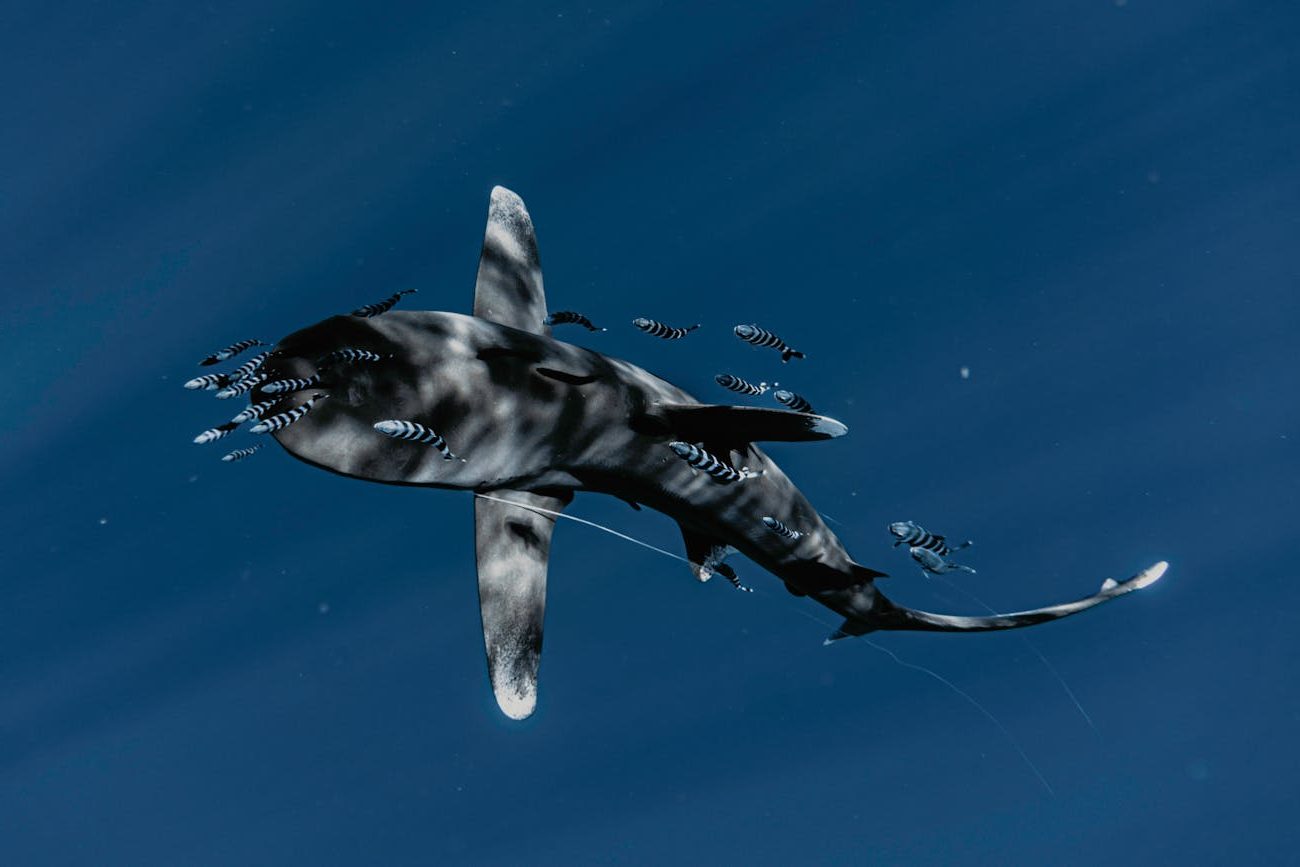 Incautadas más de 10000 aletas de tiburón en un duro golpe contra este mercado en Perú