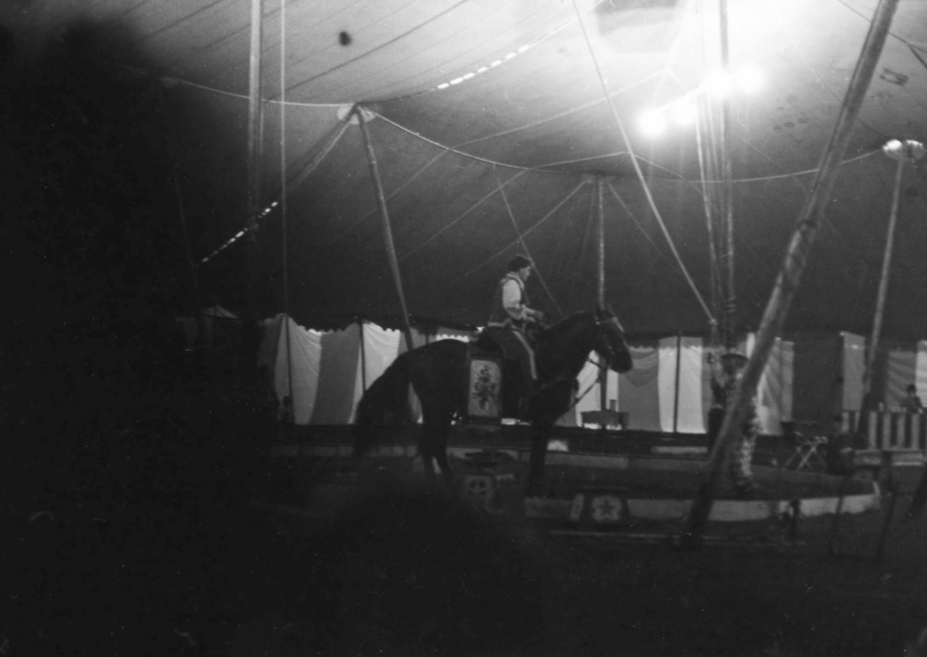 6 de diciembre: el sector circense y las entidades animalistas se unen contra el uso de animales en circos en Valencia