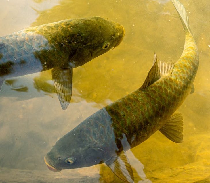 Dos carpas nadan en el agua