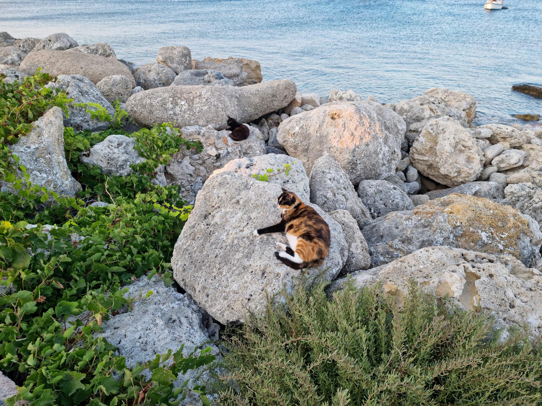 Gatos echados sobre unas rocas en la playa