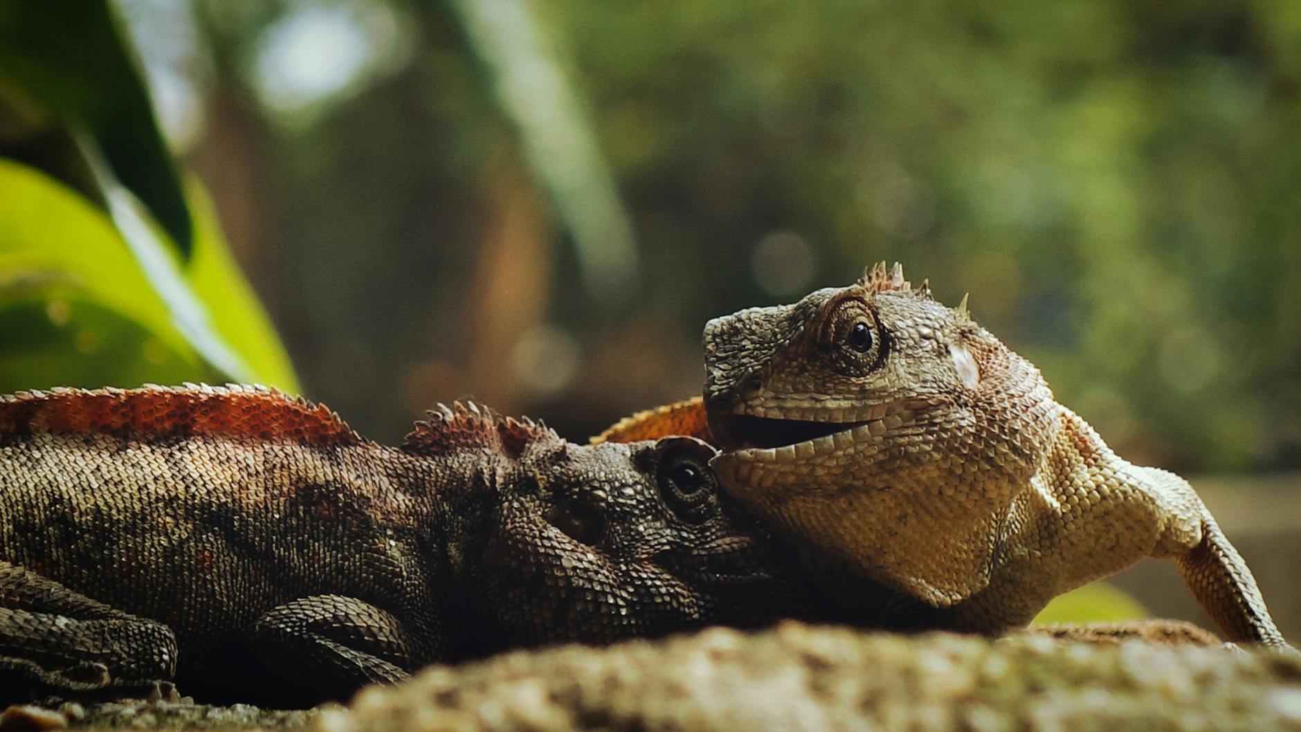 Iguana en un entorno con plantas