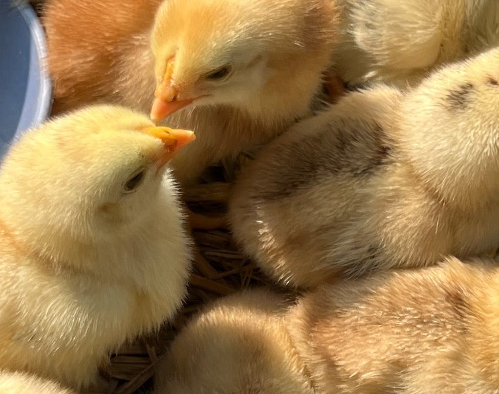 Italia publica el decreto que pondrá fin a la matanza de pollitos machos de un día de vida