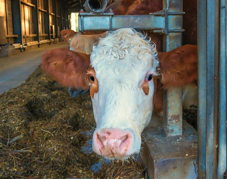 De la Granja a la Naturaleza: explotar vacas, diseminar gripe aviar, matar lobos marinos, extinguir urogallos