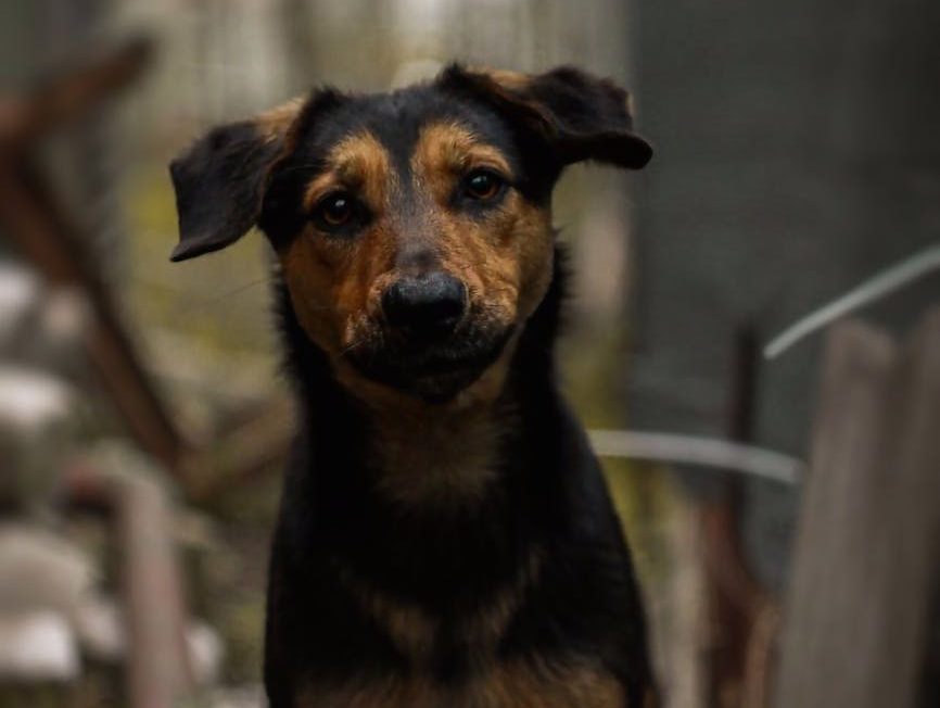 Yakarta pondrá fin al comercio de carne de perro y gato mientras la medida avanza a nivel nacional