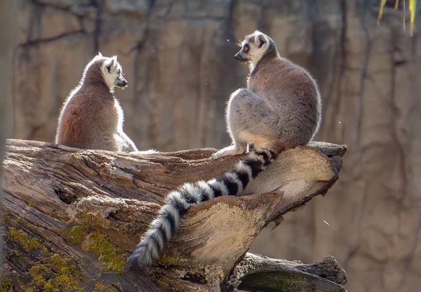 Lemures de Madagascar