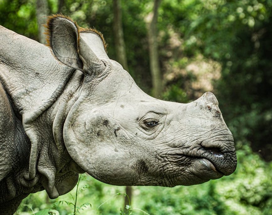 ‘Van Durgas’: Las mujeres que defienden a los animales del furtivismo en India