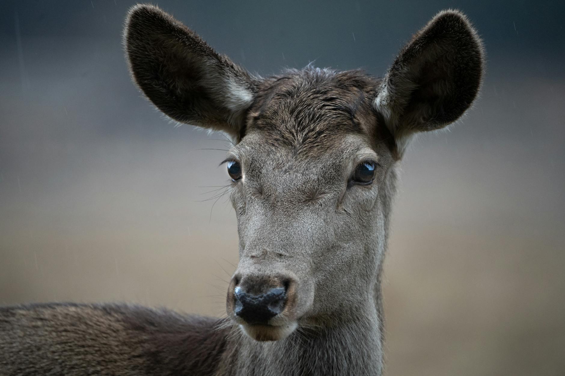 Una cierva en la naturaleza