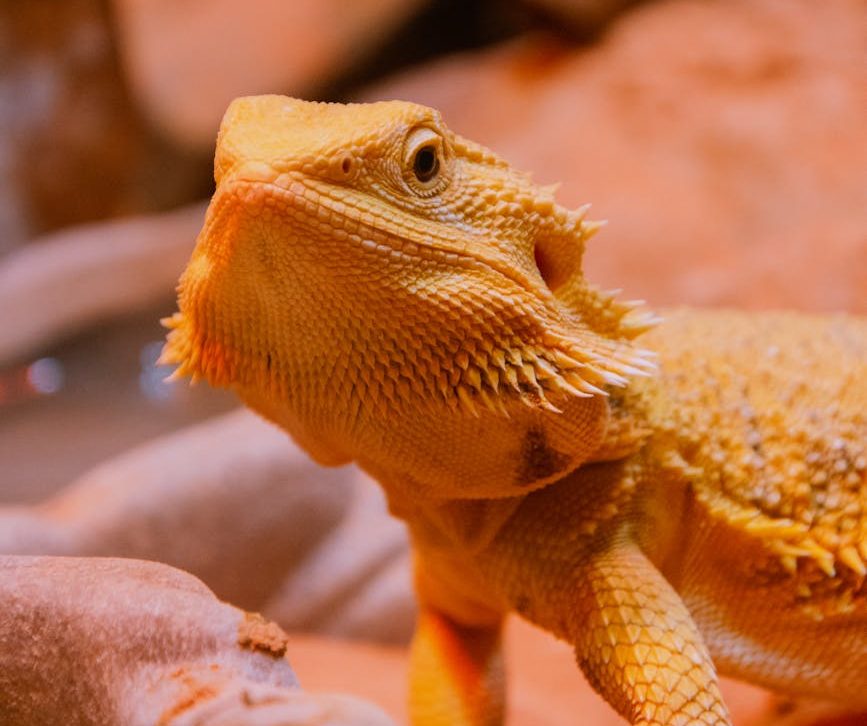 Condenado a dos años de cárcel por la tenencia de cientos de animales salvajes en su vivienda