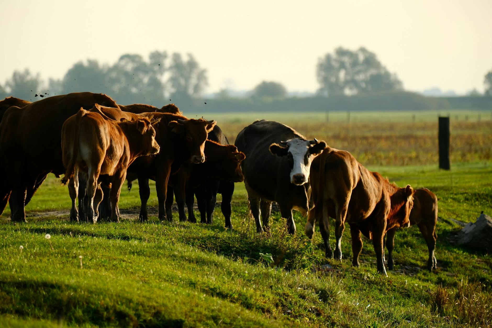 Dos cartas abiertas por un ecologismo que reconozca el impacto de la ganadería extensiva
