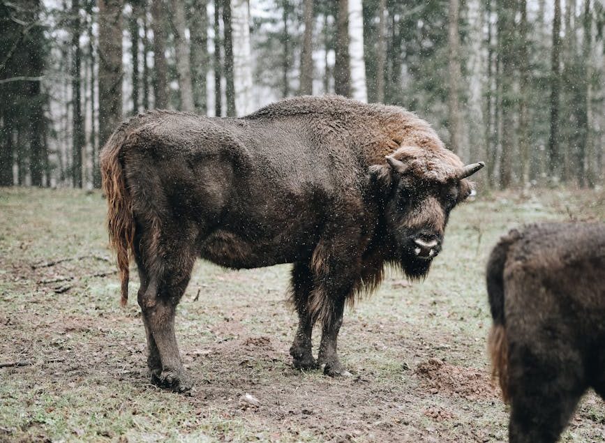 Bélgica reintroducirá al bisonte europeo en sus bosques