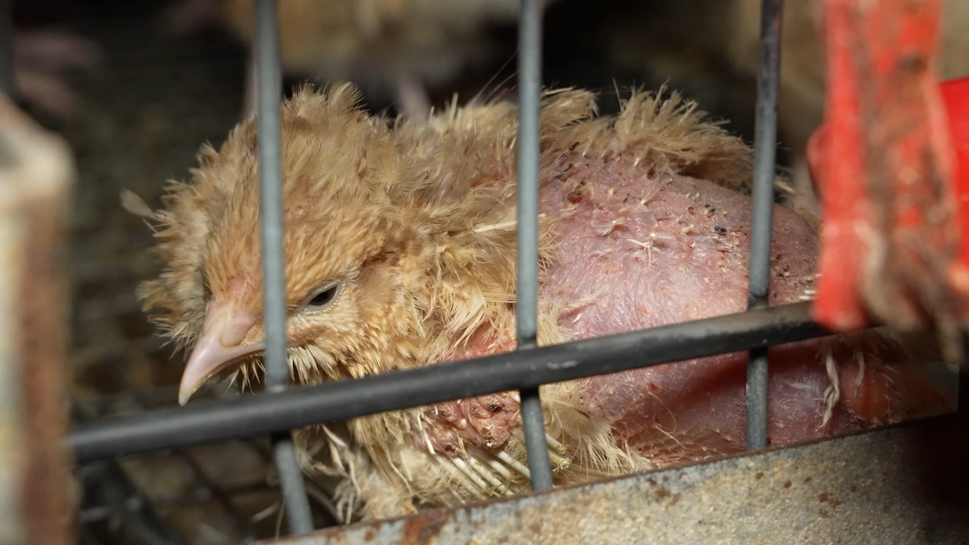 Granja de codornices