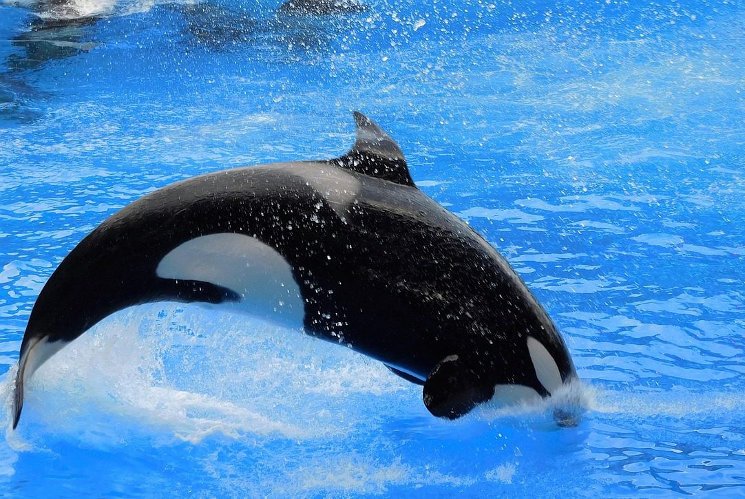 Orca en un parque marino