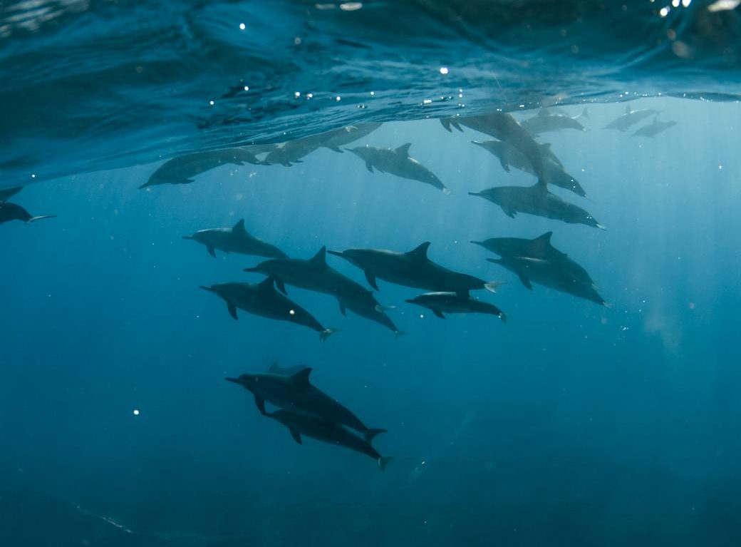 Delfines nadando bajo el agua