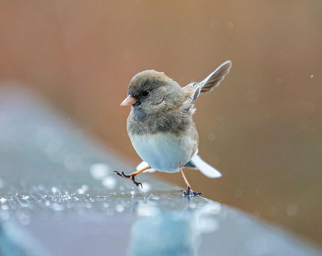 Junco de ojos oscuros