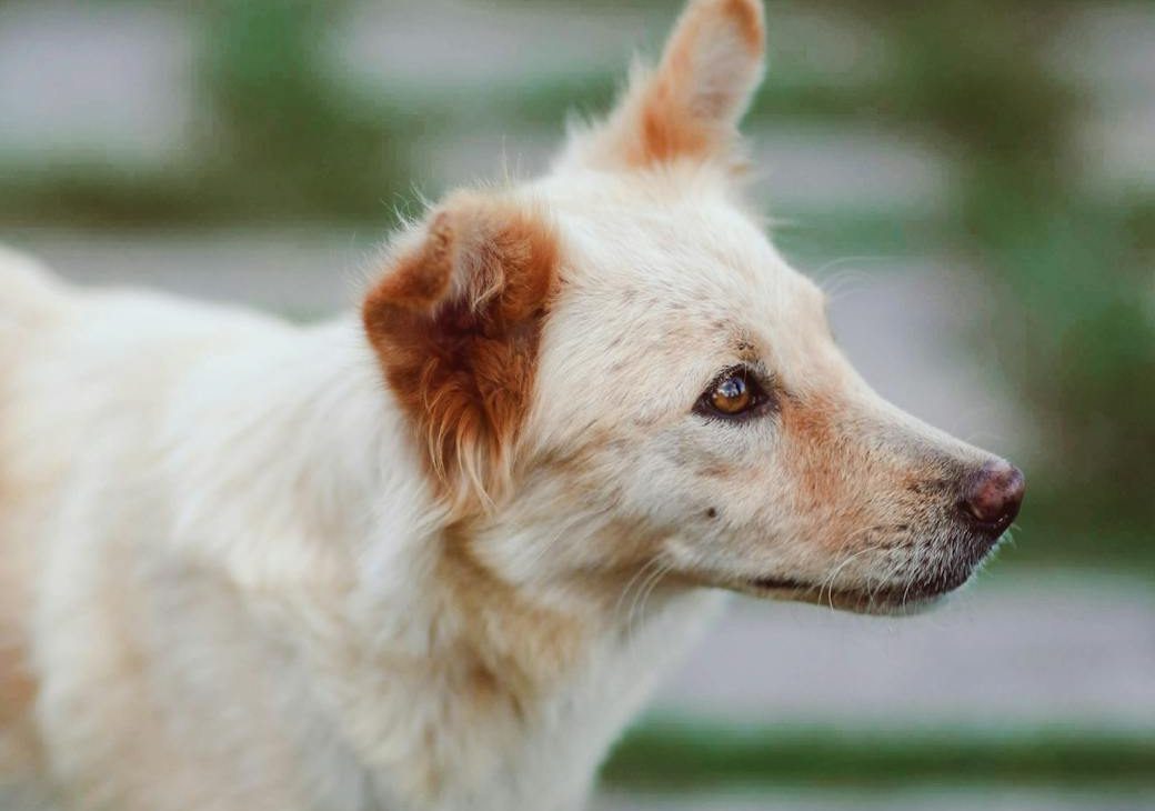 Perro color canela en la calle