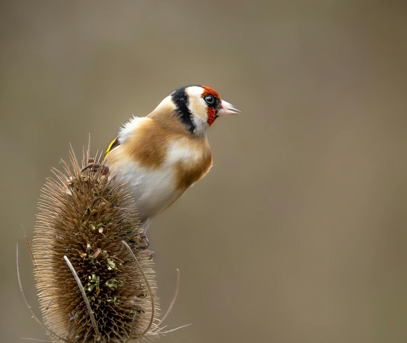 Jilguero posado sobre una planta