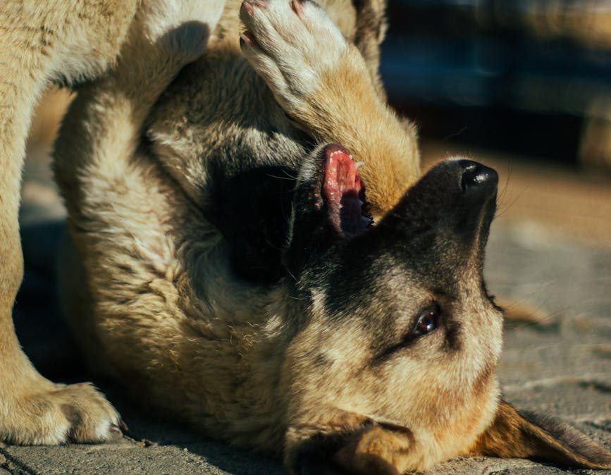 Qué cambia para perros y gatos la nueva regulación europea