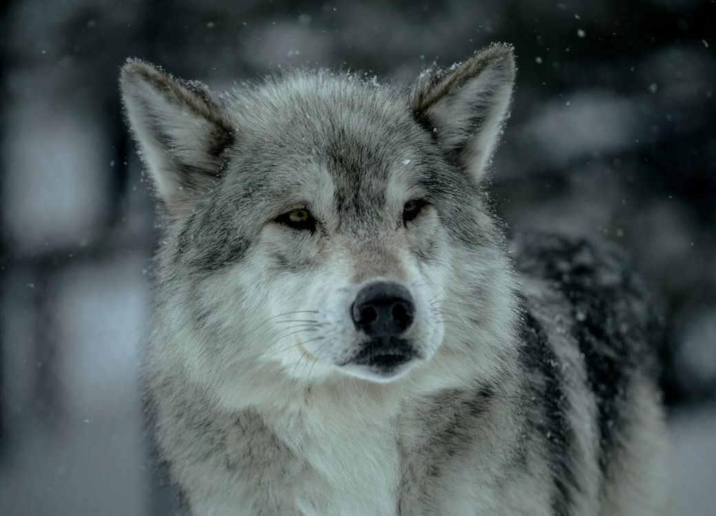 Lobo gris en la nieve