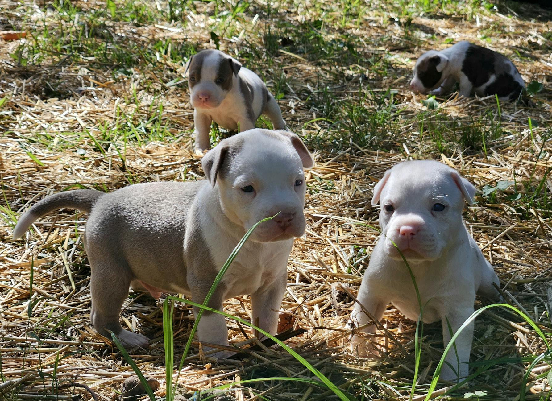4000 euros de multa para un criador ilegal en Segovia