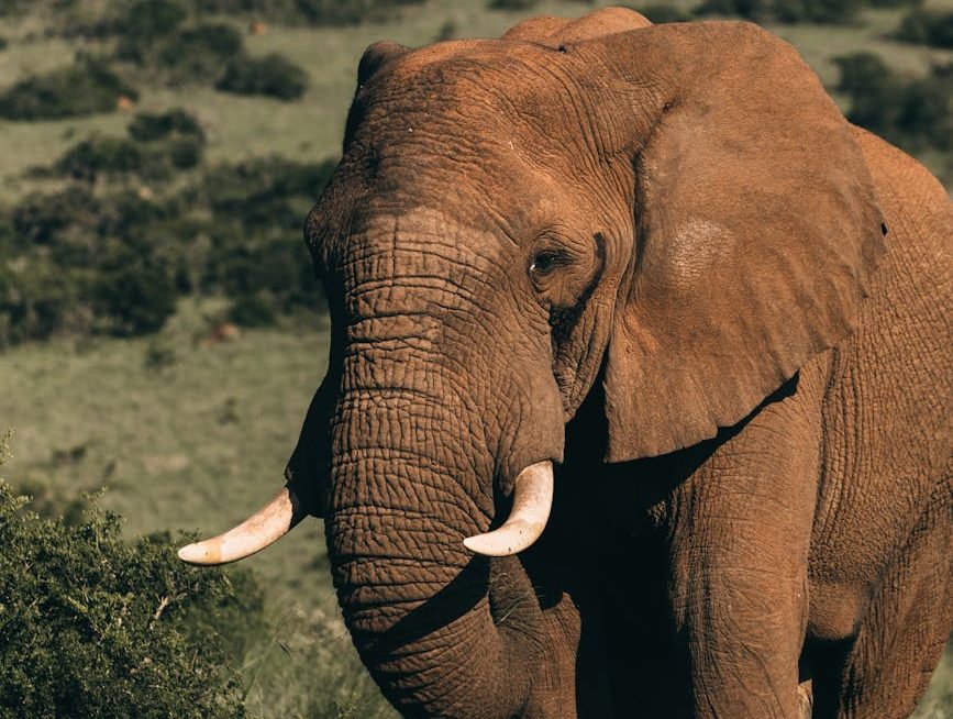 Un elefante en libertad ante un paisaje