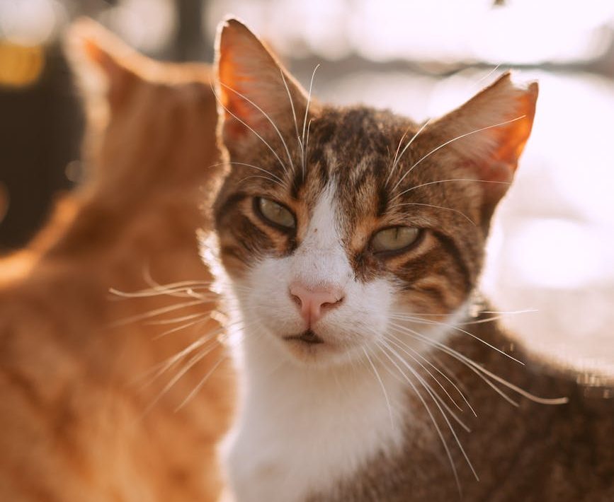 Aplicar el CER: una odisea reconfortante