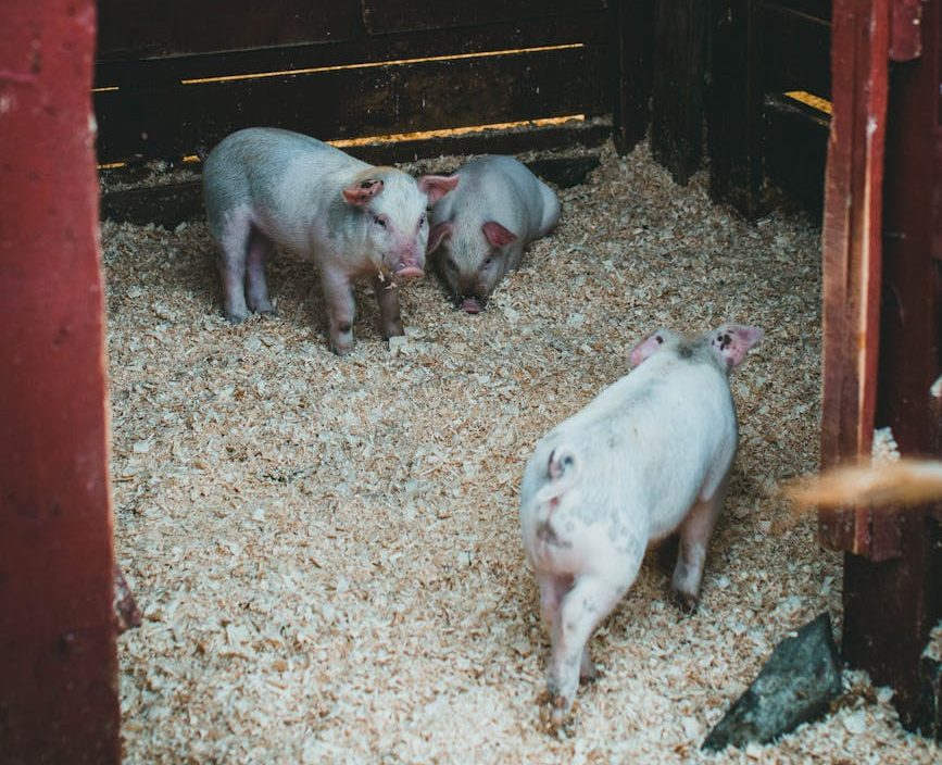 El lobby ganadero vuelve a ganar: la justicia anula la ampliación del espacio en granjas porcinas