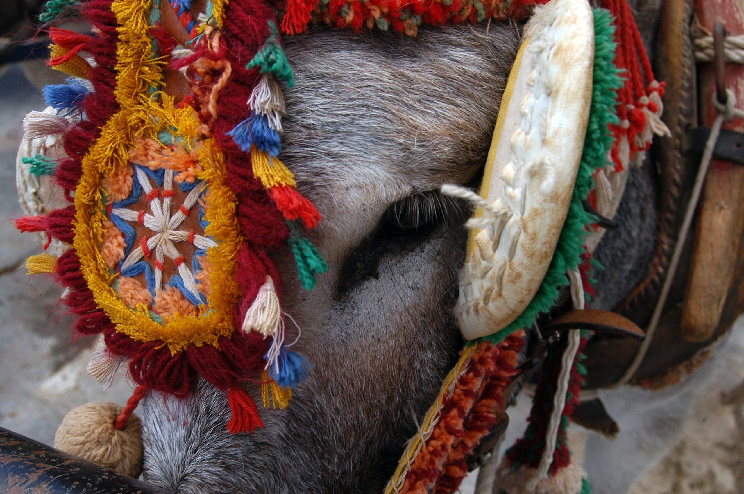 Rostro de un burro explotado en Mijas como burro-taxi