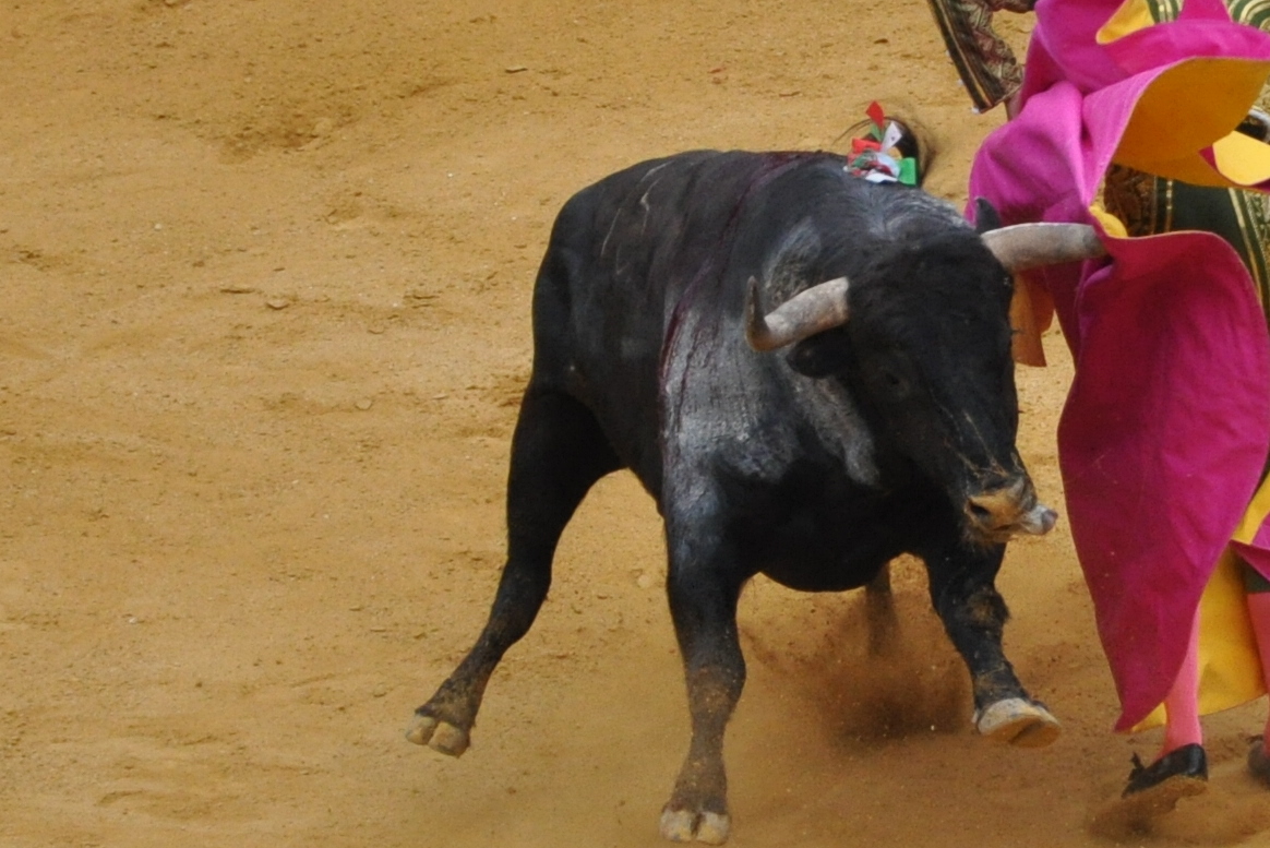 Activistas se unirán el 7 de marzo por unas Fallas sin corridas de toros