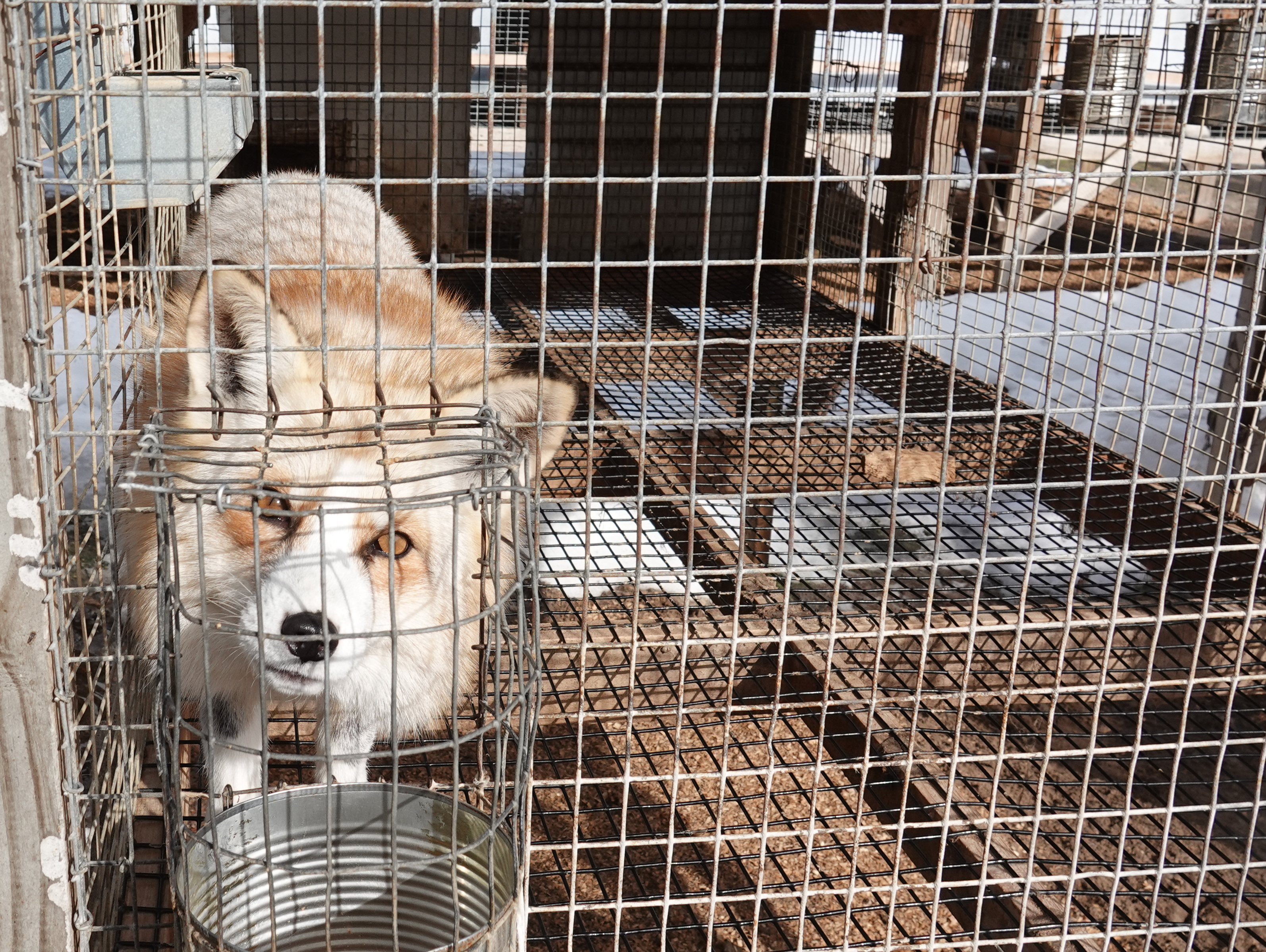 Europa excluye a las entidades animalistas de las negociaciones sobre el futuro de la peletería