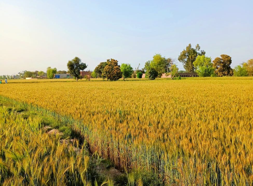 El fomento de la carne y los lácteos en Estados Unidos podría llevarse por delante millones de hectáreas de bosque